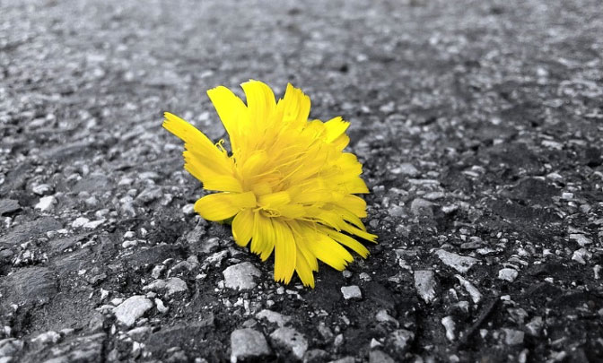 imagem de uma flor no chão. A flor tem o amarelo da cor do ano Pantone 2021